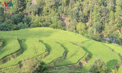 Terraced paddy fields in Tung San Commune - ảnh 1